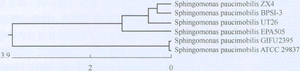 三、微生物的現(xiàn)代分類鑒定方法